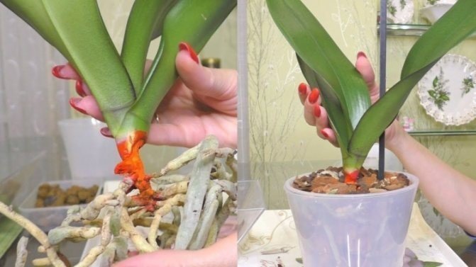Фузариоз орхидей фаленопсис