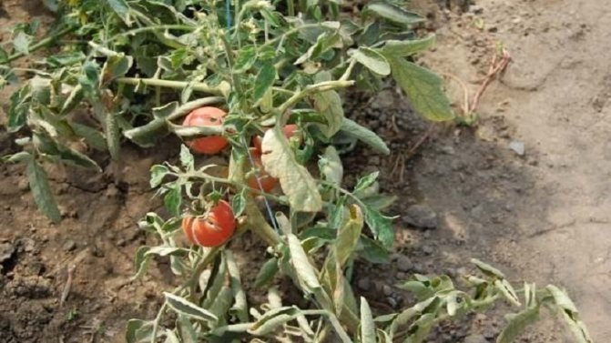 Фузариозное увядание томатов лечение