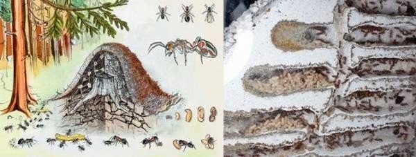 Строение муравейника лесных муравьев