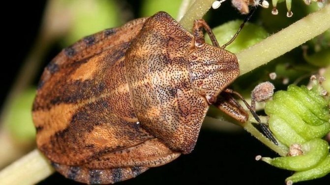 Вредная черепашка – eurygaster integriceps