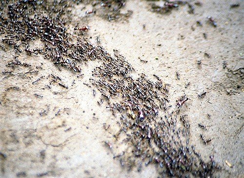 Муравьи колония муравейник
