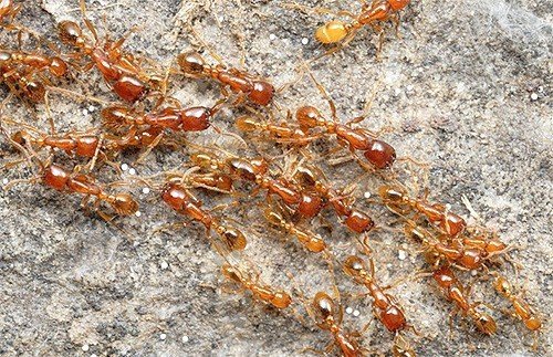 На фото муравьи направляются к муравейнику