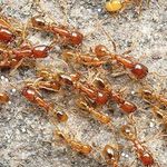 Как муравьям удается найти дорогу домой в муравейник?