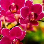 Как вылечить гниль у орхидеи