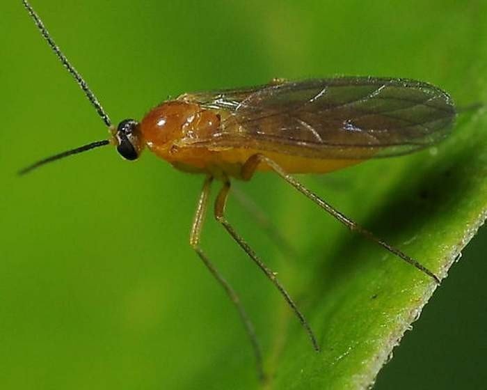 Огуречный комарик личинка