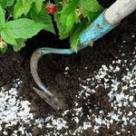 Мочевина: удобрение, как применять её на огороде и в саду для повышения урожая
