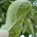Муравьи на яблоне — как избавиться, вред или польза от насекомых