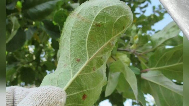 Муравьи на яблоне — как избавиться, вред или польза от насекомых