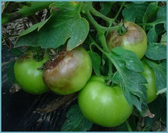 Фитофтороз на зелёных помидорах