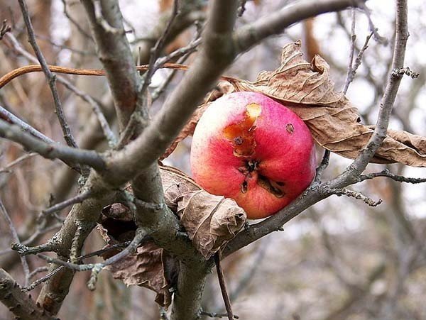 Формирование кроны яблони