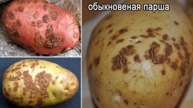 Парша картофеля: как лечить и чем обработать
