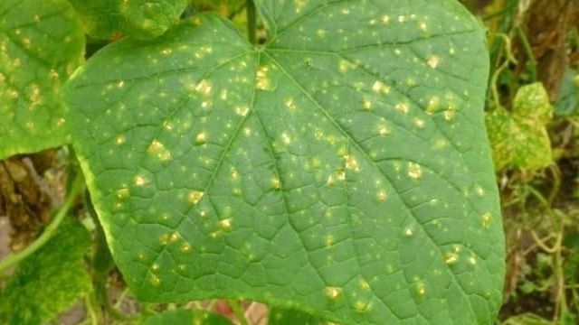 Желтые пятна на листьях огурцов: что делать, чем лечить и обработать
