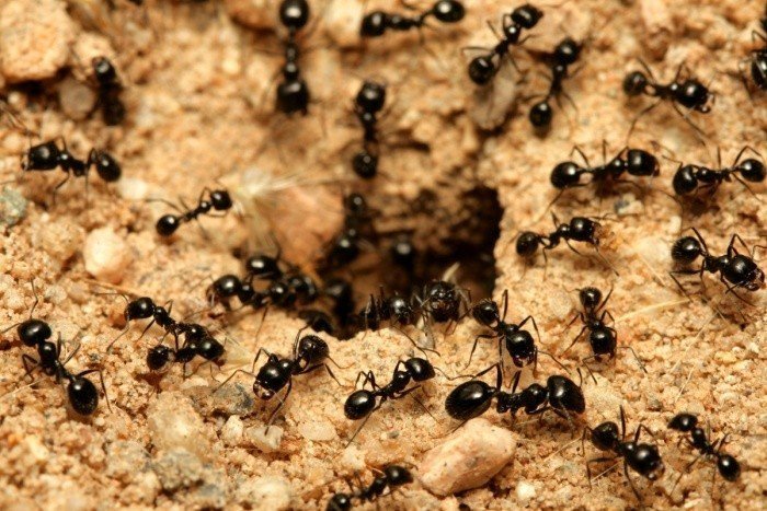 Сколько живут муравьи
