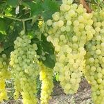 Характеристики и выращивание винограда сорта Валек