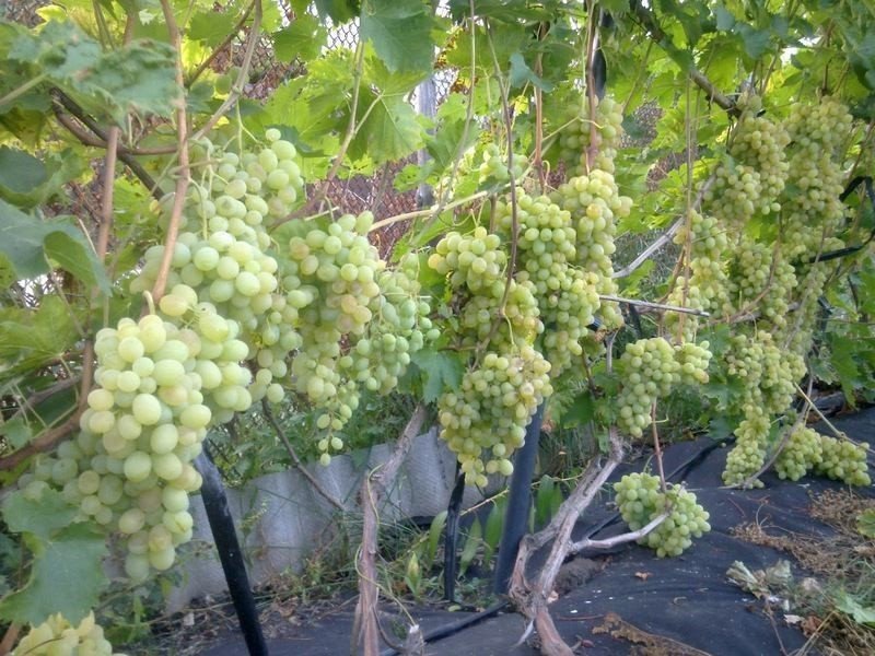 Виноград дубовский