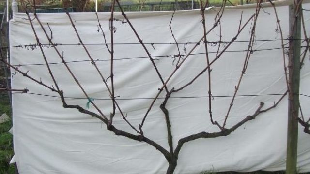 Инструкция по обрезке винограда на зиму для новичков