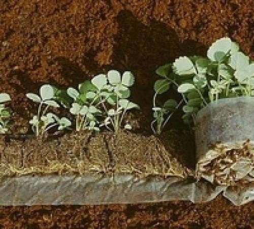 Почва для рассады капусты