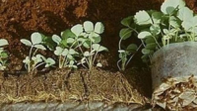 Как выращивать клубнику в теплице зимой. Выращивание клубники зимой