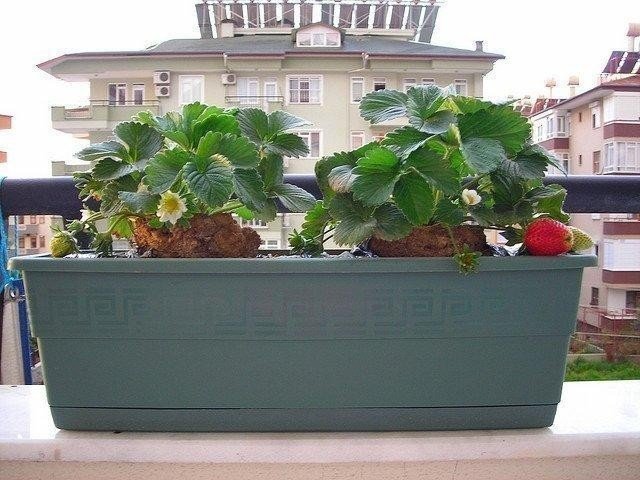Клубника на балконе выращивание