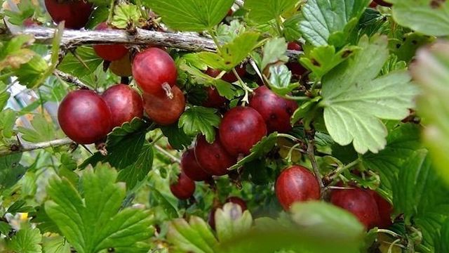Крыжовник Черносливовый: описание и характеристики сорта, выращивание