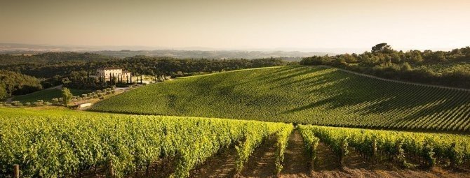 Бордо франция виноградники