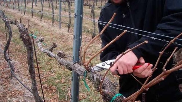 Нужно ли обрезать молодой виноград на зиму