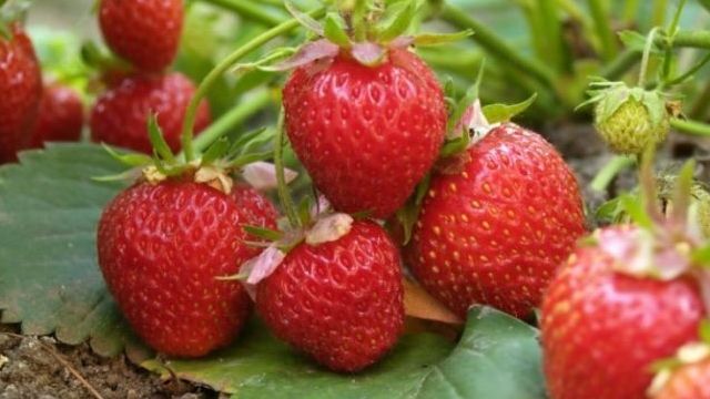 Полезные соседи для клубники: что лучше всего посадить рядом с ягодой