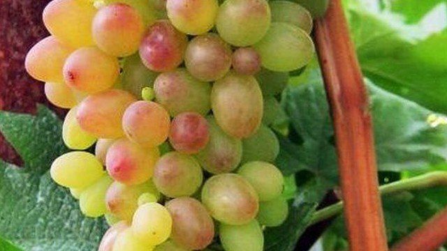 ᐉ Сорт винограда Мечта (Болгария)