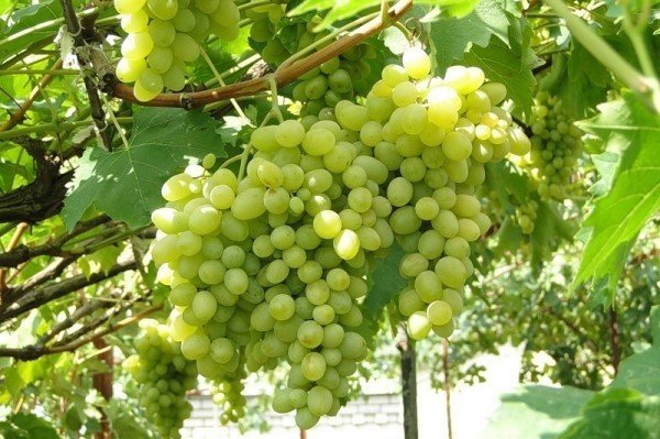 Виноград ломиаури