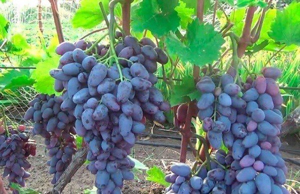 Памяти негруля виноград