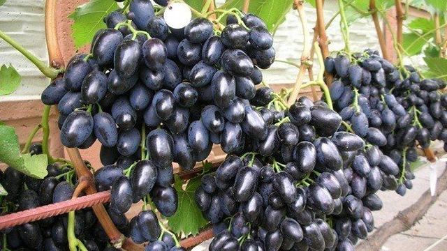 Виноград Памяти Негруля — устойчивый, урожайный, сладкий сорт!