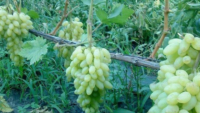 Виноград столетие описание и характеристики сорта кишмиша выращивание и уход