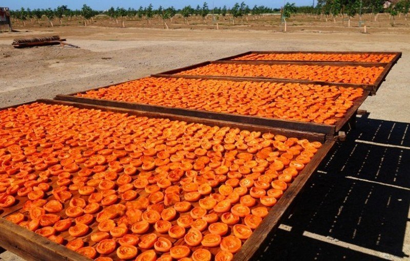 Технология сушки абрикоса в таджикистане