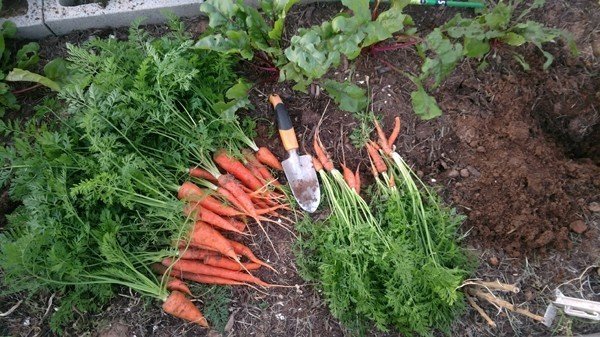 Морковь от стб сада