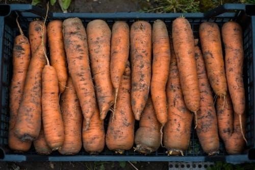 Морковь сорт крестьянка
