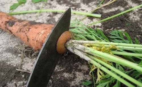 Прореживание моркови и свеклы