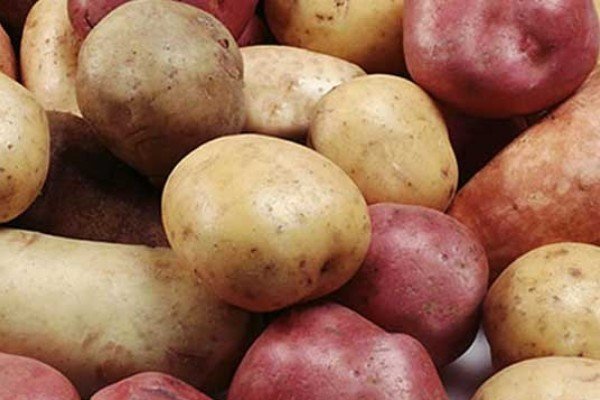 Картофель сорт родриго