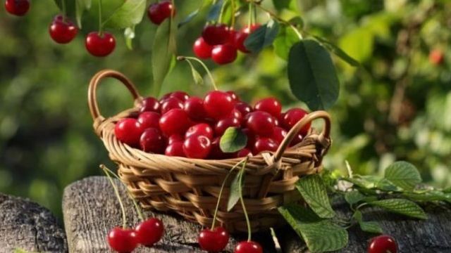 Полезная вишня и как заморозить ягоду, чтобы сохранить ее свойства