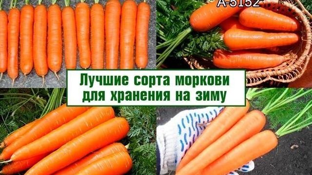 Требования к хранению моркови в холодильнике