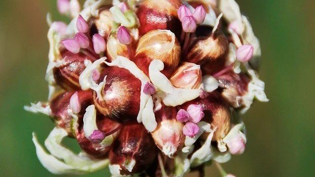 Как сажать бульбочки чеснока под зиму, правила выращивания