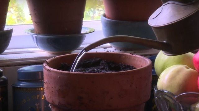 Карликовый базилик выращивание дома