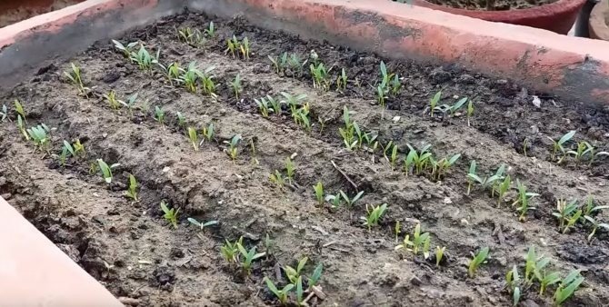 Посев кориандра в открытый грунт